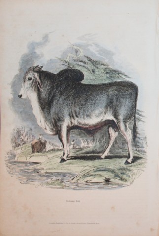 Charles Partington - Hand coloured engraving of Brahminy Bull 1835