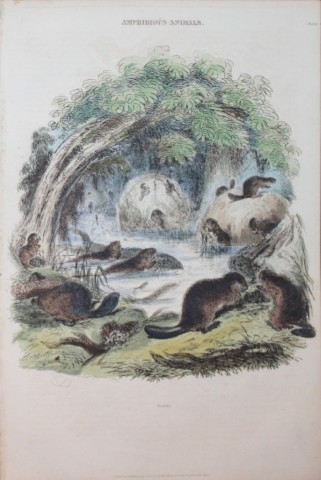 Charles Partington - Hand coloured engraving of Beavers 1835