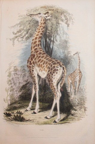 Charles Partington - Hand coloured engraving of a Giraffe 1835