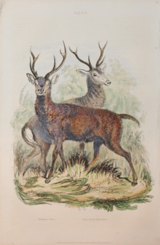 Charles Partington - Hand coloured engraving of Deer 1835