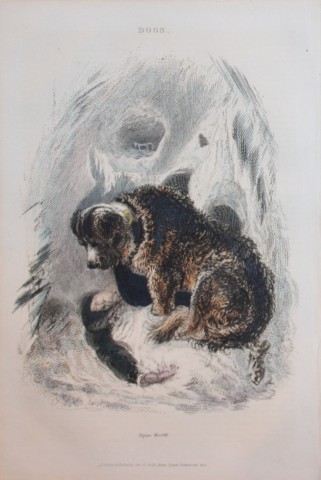 Charles Partington - Hand coloured engraving of Alpine Mastiff 1835