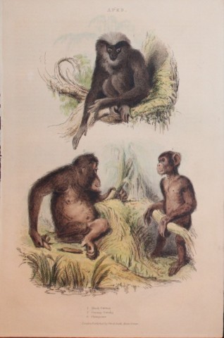 Charles Partington - Hand coloured engraving of Apes 1835