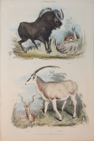 Charles Partington - Hand coloured engraving of Antelopes 1835
