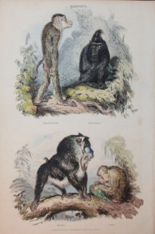 Charles Partington - Hand coloured engraving of Baboons 1835