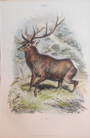 Charles Partington - Hand coloured engraving of a Wapiti 1835