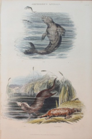 Charles Partington - Hand coloured engraving of Seal, Otter and Platypus 1835