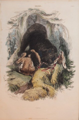 Charles Partington - Hand coloured engraving of Grisly Bear 1835