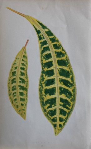 Edward Lowe - Beautiful Leaved Plants 1861