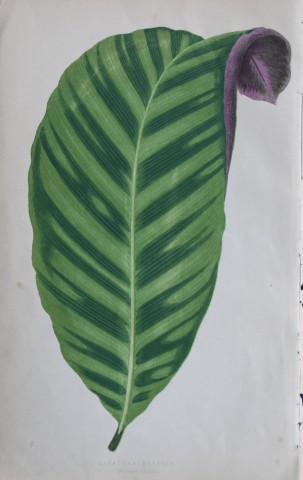 Edward Lowe - Beautiful Leaved Plants 1861