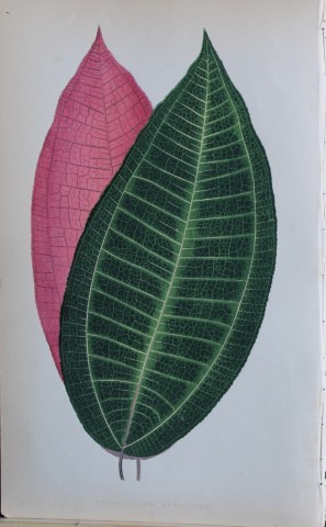 Edward Lowe - Beautiful Leaved Plants 1861