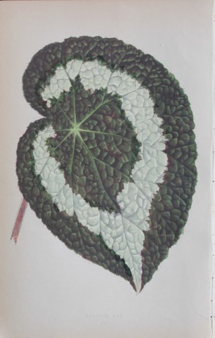Edward Lowe - Beautiful Leaved Plants 1861