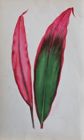 Edward Lowe - Beautiful Leaved Plants 1861