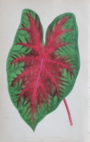Edward Lowe - Beautiful Leaved Plants 1861