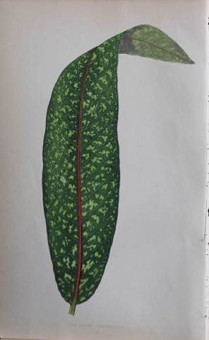 Edward Lowe - Beautiful Leaved Plants 1861