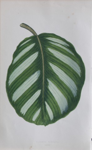 Edward Lowe - Beautiful Leaved Plants 1861
