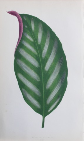 Edward Lowe - Beautiful Leaved Plants 1861