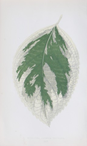 Edward Lowe - Beautiful Leaved Plants 1861