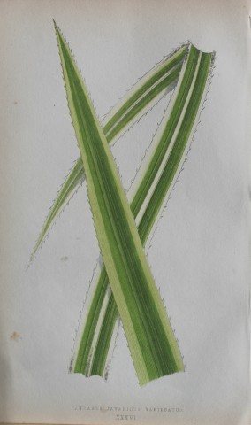 Edward Lowe - Beautiful Leaved Plants 1861