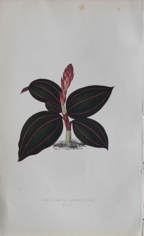 Edward Lowe - Beautiful Leaved Plants 1861