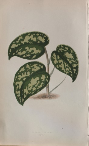 Edward Lowe - Beautiful Leaved Plants 1861