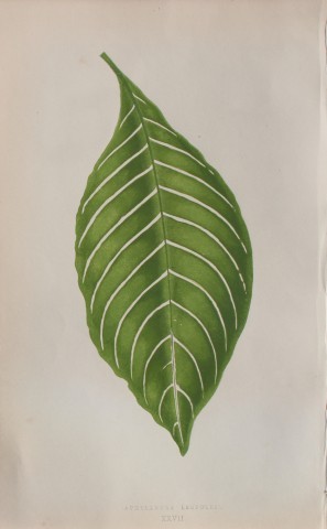 Edward Lowe - Beautiful Leaved Plants 1861