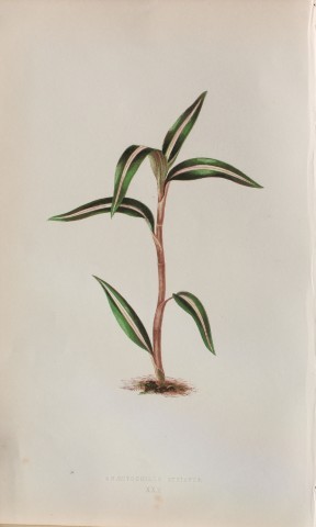 Edward Lowe - Beautiful Leaved Plants 1861
