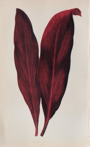 Edward Lowe - Beautiful Leaved Plants 1861