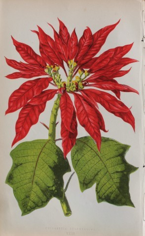 Edward Lowe - Beautiful Leaved Plants 1861