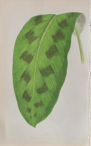 Edward Lowe - Beautiful Leaved Plants 1861