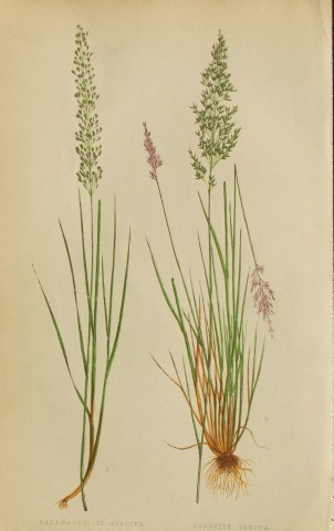 Edward Lowe - Natural History of British Grasses 1864