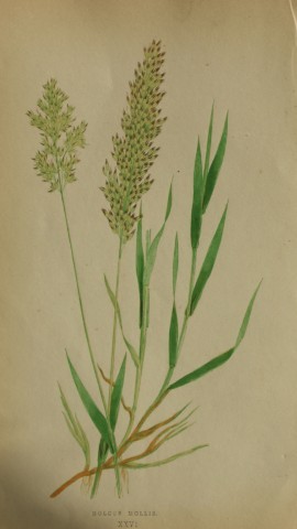 Edward Lowe - Natural History of British Grasses 1864