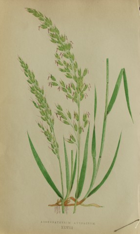 Edward Lowe - Natural History of British Grasses 1864