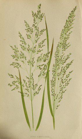 Edward Lowe - Natural History of British Grasses 1864