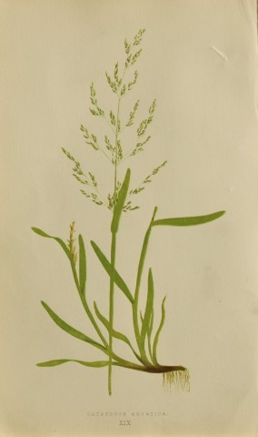 Edward Lowe - Natural History of British Grasses 1864