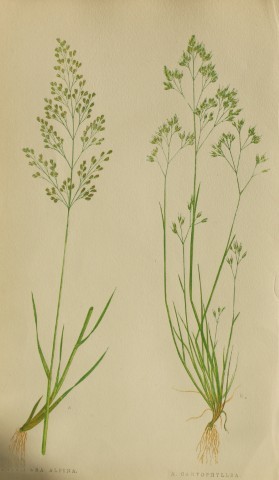 Edward Lowe - Natural History of British Grasses 1864