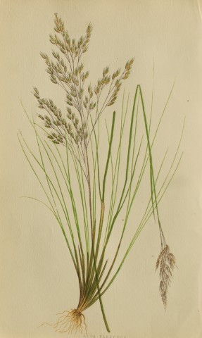 Edward Lowe - Natural History of British Grasses 1864