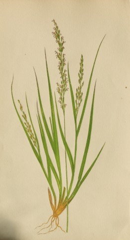 Edward Lowe - Natural History of British Grasses 1864