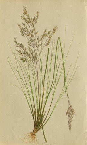 Edward Lowe - Natural History of British Grasses 1864