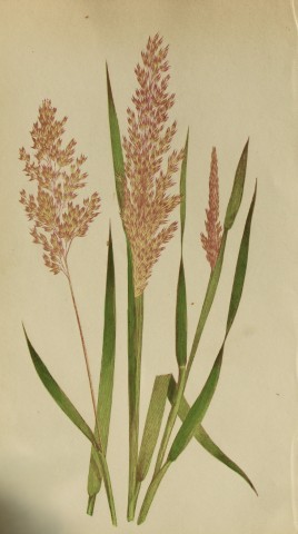 Edward Lowe - Natural History of British Grasses 1864