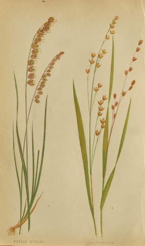 Edward Lowe - Natural History of British Grasses 1864