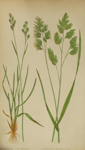 Edward Lowe - Natural History of British Grasses 1864