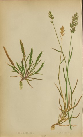Edward Lowe - Natural History of British Grasses 1864