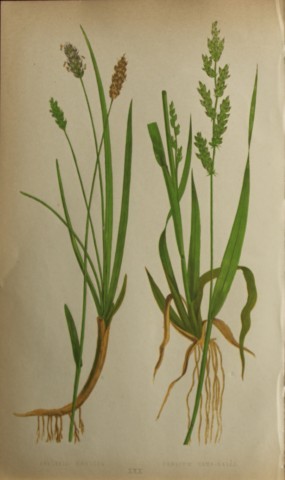 Edward Lowe - Natural History of British Grasses 1864