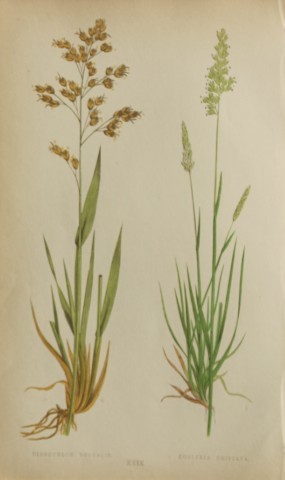 Edward Lowe - Natural History of British Grasses 1864