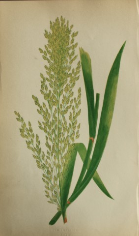 Edward Lowe - Natural History of British Grasses 1864