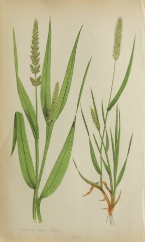 Edward Lowe - Natural History of British Grasses 1864