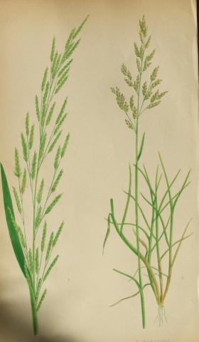 Edward Lowe - Natural History of British Grasses 1864