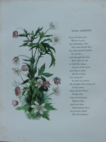 Birket Foster - Hand coloured engraving of Wood Anemone 1863