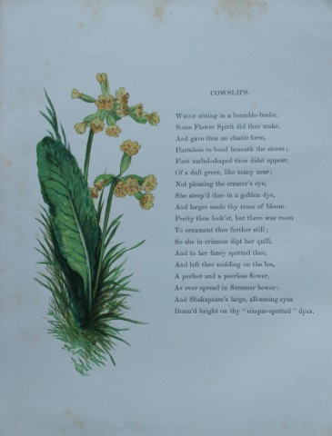 Birket Foster - Hand coloured engraving of Cowslips 1863