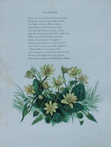 Birket Foster - Hand coloured engraving of Celandine 1863